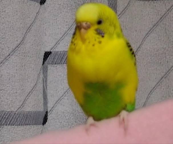 teramaetakafumi's tweet photo. 7月1日午後2時30分頃、芦屋市若葉町の芦屋中央公園にてセキセイインコを保護された方がいらっしゃいます。
黄色ベースでメスのインコと思われます。

お心当たりのある方は芦屋警察署（0797-23-0110）またはリポスト元 @po1arnight 様へご一報ください。
#芦屋市 #インコ #迷い鳥保護 https://t.co/NZWDoBPjSS