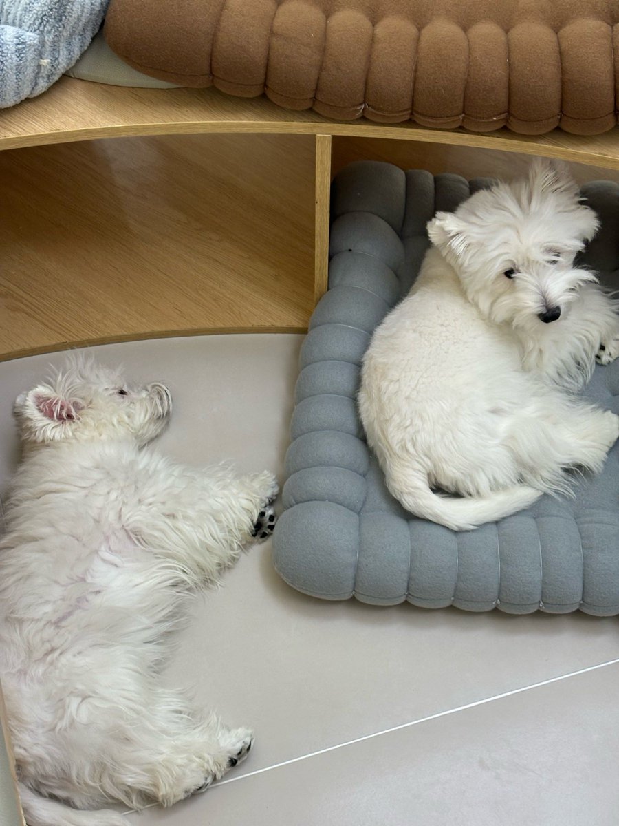 KonnovaDaria's tweet photo. My little pup just took their first wobbly steps today—watching them grow from a tiny bundle of fur to a curious tiny explorer is the best joy ever! https://t.co/qtQt3033zJ