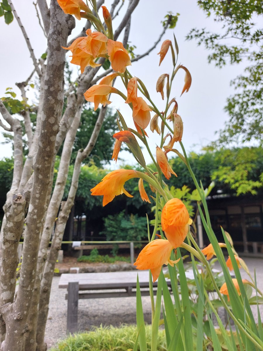 hoppo_bunka's tweet photo. 梅雨になり、アジサイがいちばんきれいな季節になりました✨ 
池のハスは…残念ながら今年も期待できなさそうですが、 
晴れた日は初夏の景色を楽しめます🌿

⚠️そば処（土日祝のみ営業）
⚠️喫茶(～9/30まで休館日を除き毎日営業) 
⚠️毎週火曜休館(4.5.10.11は無休) https://t.co/sBsFqne93n