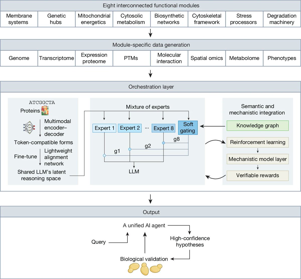 guomics's tweet photo. How can we build virtual cells? Using “virtual yeast” as a starting point, we outline an AI-agent framework for predictive, interpretable, and experimentally testable models of cellular behavior. https://t.co/ex4jO8kGrn #VirtualCell #AIforScience #SystemsBiology #Proteomics https://t.co/j5mZGpJCav