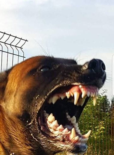 CoverHenry19925's tweet photo. @stormmcchaser Sorun hayvan kedi yada başka bir şey değil tek sorun at gibi köpeklerin sokaklarda başıboş dolaşması, böyle dişleri olan bir şey sokakta nasıl başıboş olabilir insanın aklı vardır. Hiçmi düşünemiyorsunuz? https://t.co/DlFcLxxW0J