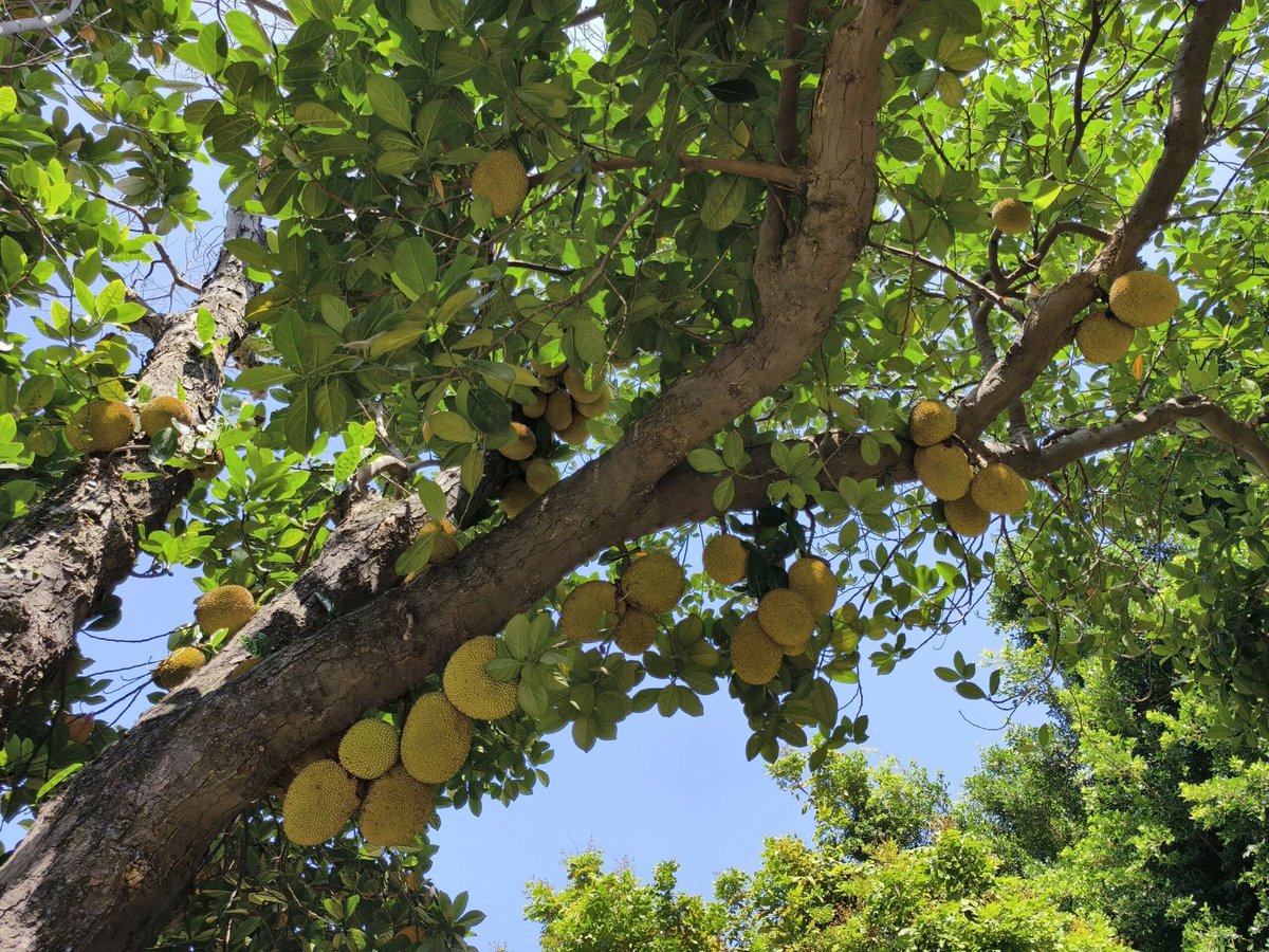 iQuanzhou's tweet photo. Summer scenes at Kaiyuan Temple in Quanzhou: white doves flutter around the temple, and magnolia grandiflora blooms unfold in season.#QuanzhouTravel #Summer https://t.co/LhQXW6wtXc