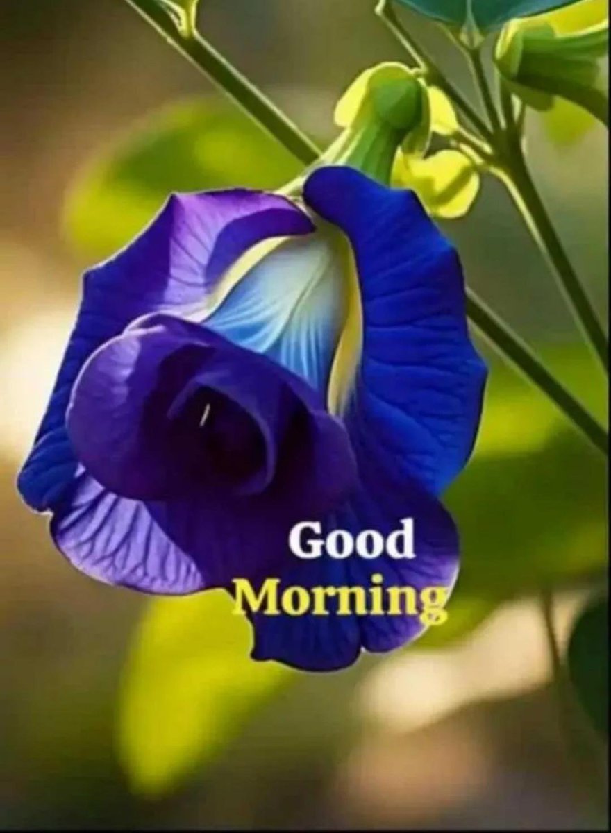 achat_a's tweet photo. @debjani1801 Good morning mam 🙏 https://t.co/jKEXaPn9G6