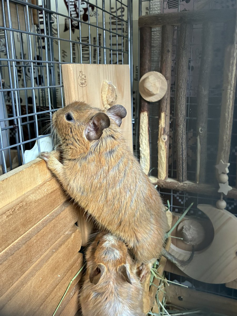 tartepanda's tweet photo. 今日もお隣のココアちゃんの観察？に勤しむモカ姉😂きなこ姉さんまでも…あなたいつも知らん顔じゃない。なんで？ https://t.co/1Hb7RwdUTd