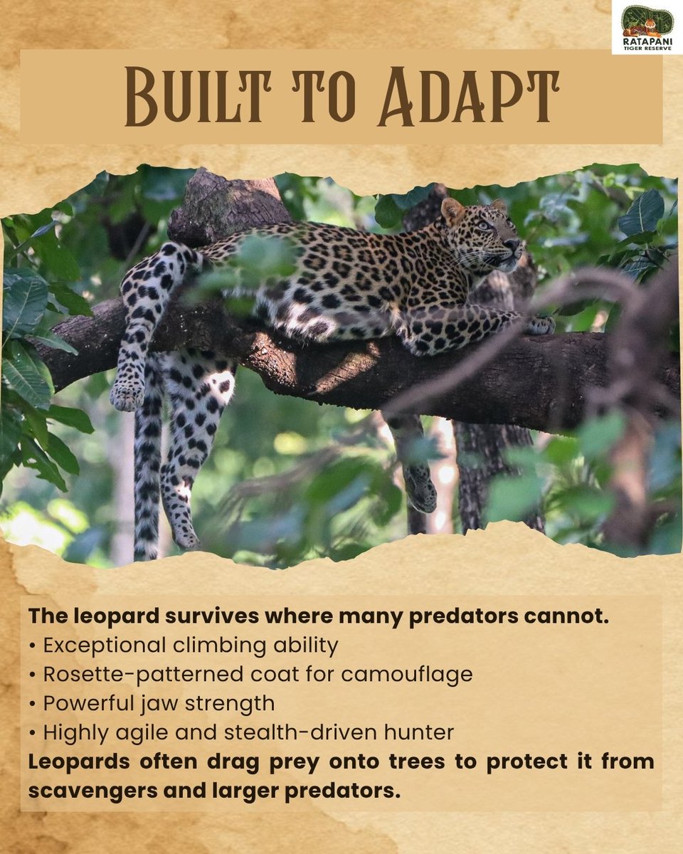 ratapani_tr's tweet photo. The Indian Leopard is a symbol of resilience, stealth, and adaptability. From dense forests to rocky hills, it thrives where few predators can. Protecting its habitat today ensures a thriving wilderness tomorrow.
#ratapanitigerreserve #indianleopard #leopard #bigcats #wildlife https://t.co/vDfvh41Gea