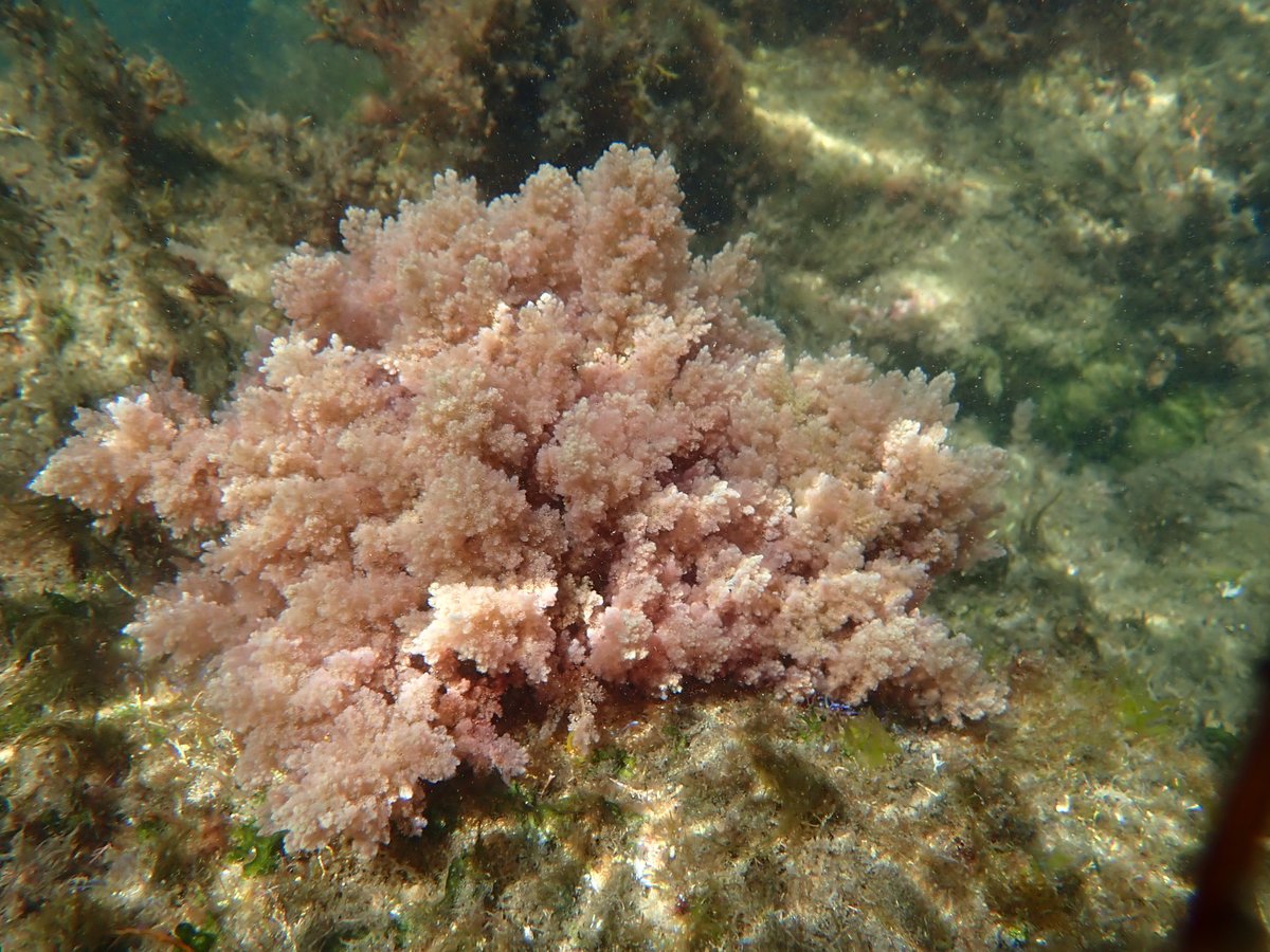 IEOoceanografia's tweet photo. 🌊Un estudio liderado por el #IEO_CSIC detecta en Galicia por primera vez la macroalga invasora tropical Asparagopsis taxiformis

➡️ Este hallazgo amplía el límite conocido para esta especie

🔗 https://t.co/3WBMX9iCPy
🔗 https://t.co/zcmXaQgpHX https://t.co/z4E6ATDG20