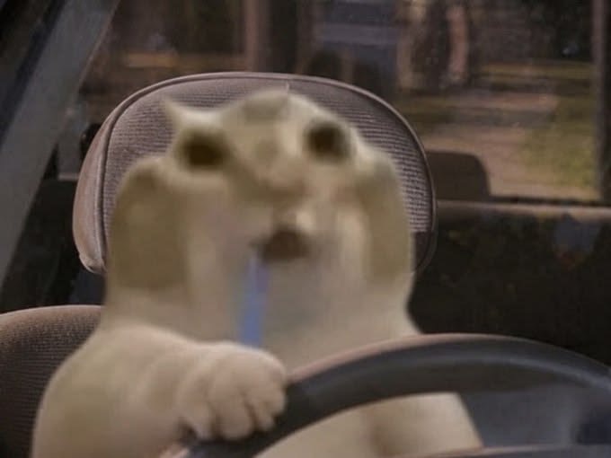 Pip the cat tweet media