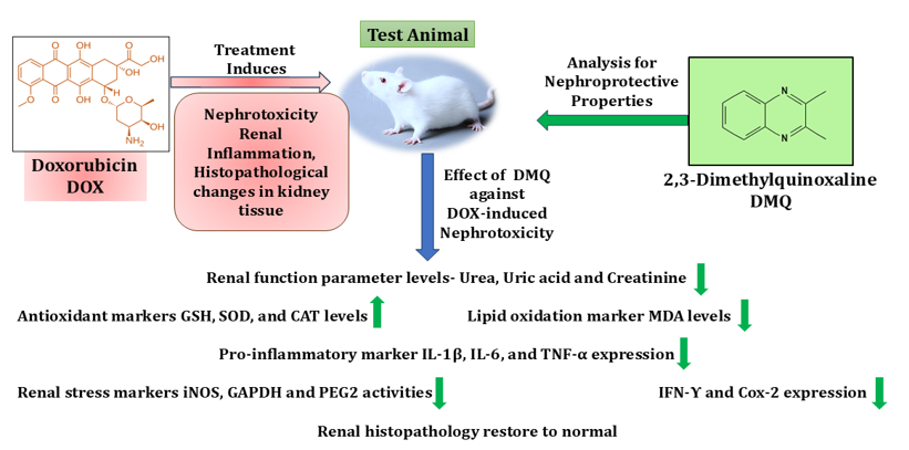 IJP_IMRPress's tweet photo. 🧪 DMQ: a potential nephroprotective agent against doxorubicin toxicity.
✅ Reduced kidney function markers
✅ Restored antioxidant defenses
✅ Suppressed inflammatory cytokines
✅ Improved renal histology
https://t.co/P8i2hnH46h
#Nephrotoxicity #RenalProtection https://t.co/gZ8qAUwuCd