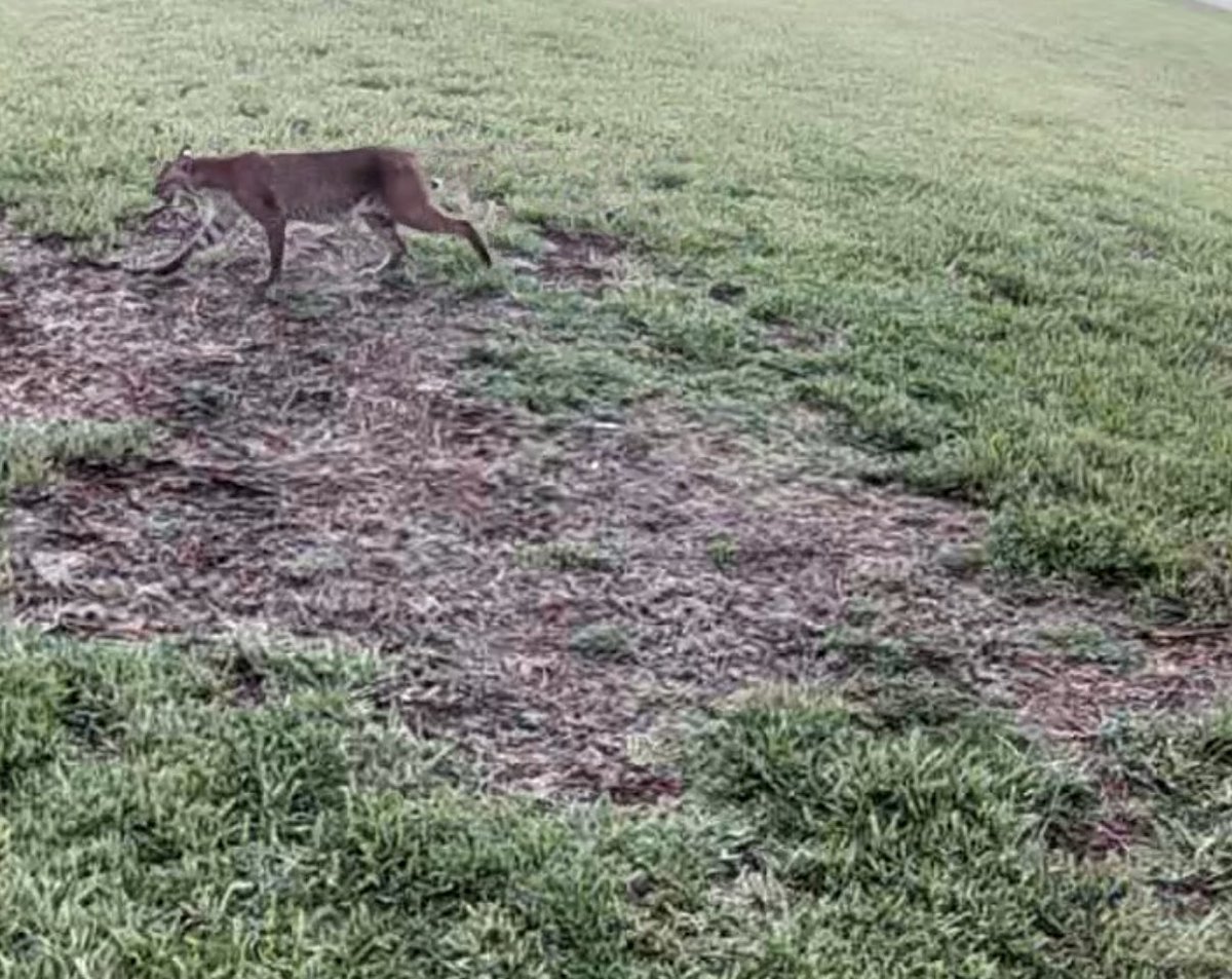 jchrzanowski6's tweet photo. When the Owners away the Cats will play! π±πππΌ Seen this Cat on our property today.
#bobcats #OneToughAnimal #backyardwildlife #wildlife #wildlifephotography #nature #backyardbirding #FloridaWildlife #wildflorida #FLWildlife #wildlife https://t.co/FJf8KiO5pN