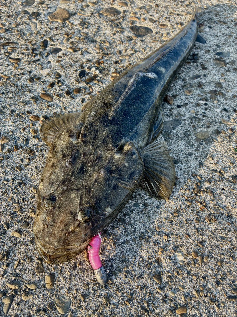 bait_breath's tweet photo. T.T.SHAD2.8in で釣果報告いただきました✨
これはマゴチと、カサゴでしょうか?
ナイスです♪
#ベイトブレス
#TTSHAD
#ティーティーシャッド
#房総フィッシング https://t.co/CuKVCPPge5