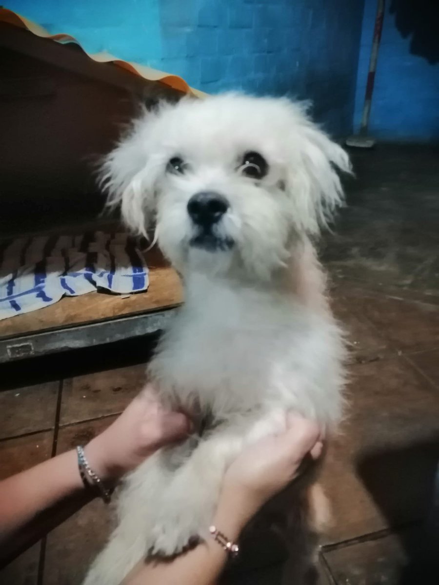 Peluadopres's tweet photo. Adopción responsable URGENTE. Su "dueña" se va a USA y no puede llevarlo 😢 por favor 🙏🏻 un hogar una familia verdadera para el 🐾❤️ #maximadifusion
Contacto:  999 662 726 Maribel (ella está ayudando a buscarle hogar al pequeño NO es la "dueña") https://t.co/GoFNakJgNI