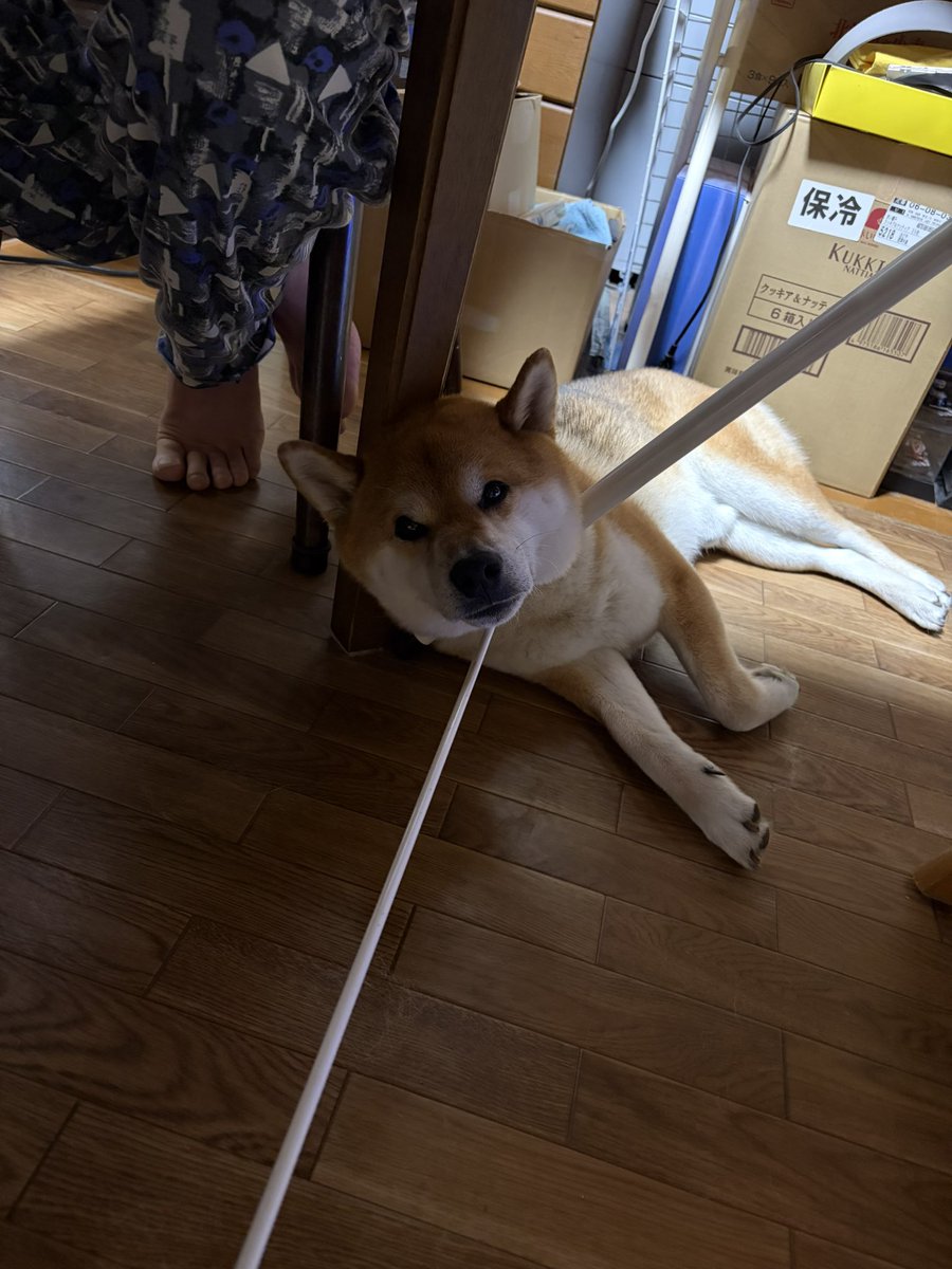 Kdm_skeB's tweet photo. 実家に帰省してるのだけど、やれること何もなくて退屈だ…
でもたまには良いか…犬もいるし…
#柴犬 https://t.co/zON1zYqr7E