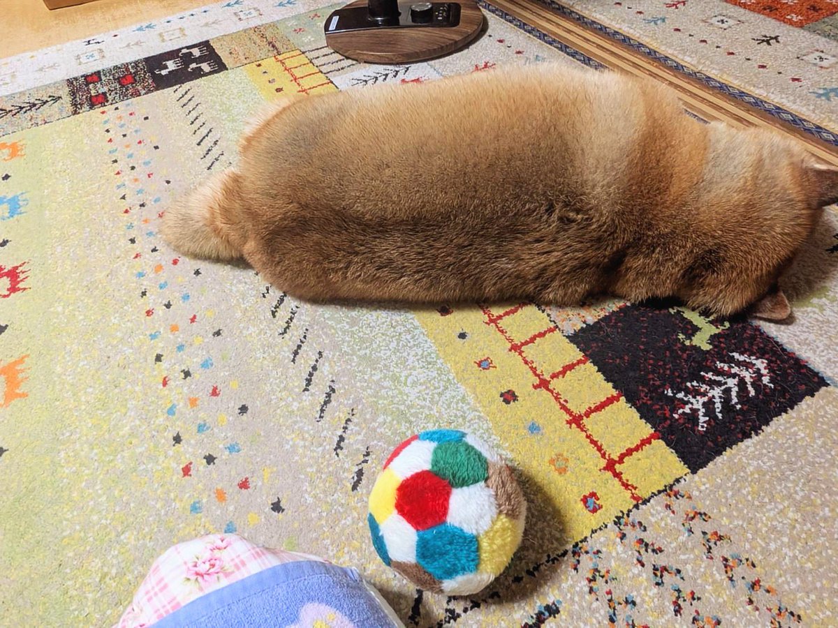 mantikotiko's tweet photo. #柴犬 #デブ https://t.co/AtHuOyIquK