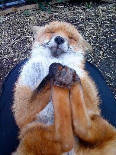 TheFoxLife's tweet photo. This is what pure comfort looks like https://t.co/dWApMd8jh3