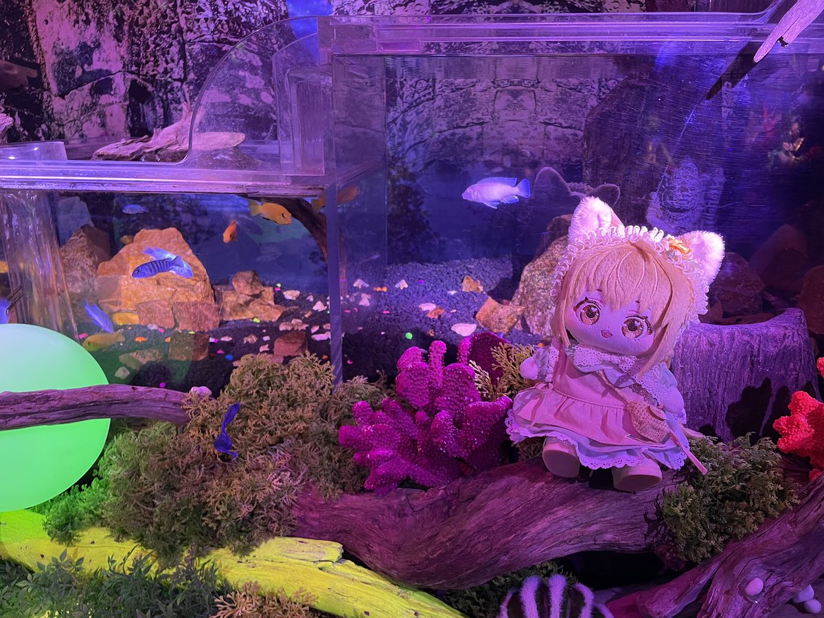 konohanatei tweet picture
