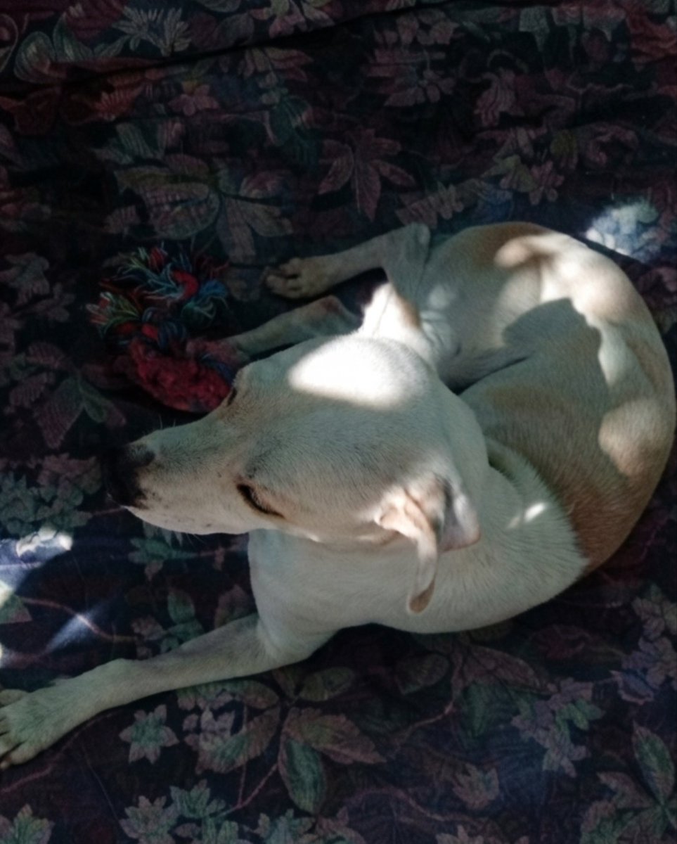 lyssitta's tweet photo. BLANQUI 🤍
#casopropio

Ella es una perrita comunitaria de la zona de los Planes de Renderos qué fue atropellada el 12 de junio , quedando expuesto el hueso de su manito
Desde esa fecha se está llevando a curaciones a Chivo Pets
Cada vez hay que pagar $30 de transporte más lo que salga en el hospital

Acudo a uds nuevamente suplicando de su ayuda por favor para poder reunir lo que se necesita para la siguiente cita 🥺🙏🏻

✅ LA CITA ES EL SÁBADO 04 DE JULIO

Si ud me puede apoyar con este caso se lo agradeceré 🙌🏻

Dejo nuestras formas para  ayuda 👇🏻
🐱 BRENDA MENDEZ
🐾 Banco Agrícola 
🐾 Cuenta de Ahorro 
🐾 3280504740

🐶 LISSETTE SANCHEZ PALOMO 
🐾 BANCO DAVIVIENDA (EL SALVADOR )
🐾 CUENTA DE AHORRO
🐾 775541628030

Puede escribirme al WhatsApp +503 6681 0566 con Lys

De antemano infinitas gracias ✨