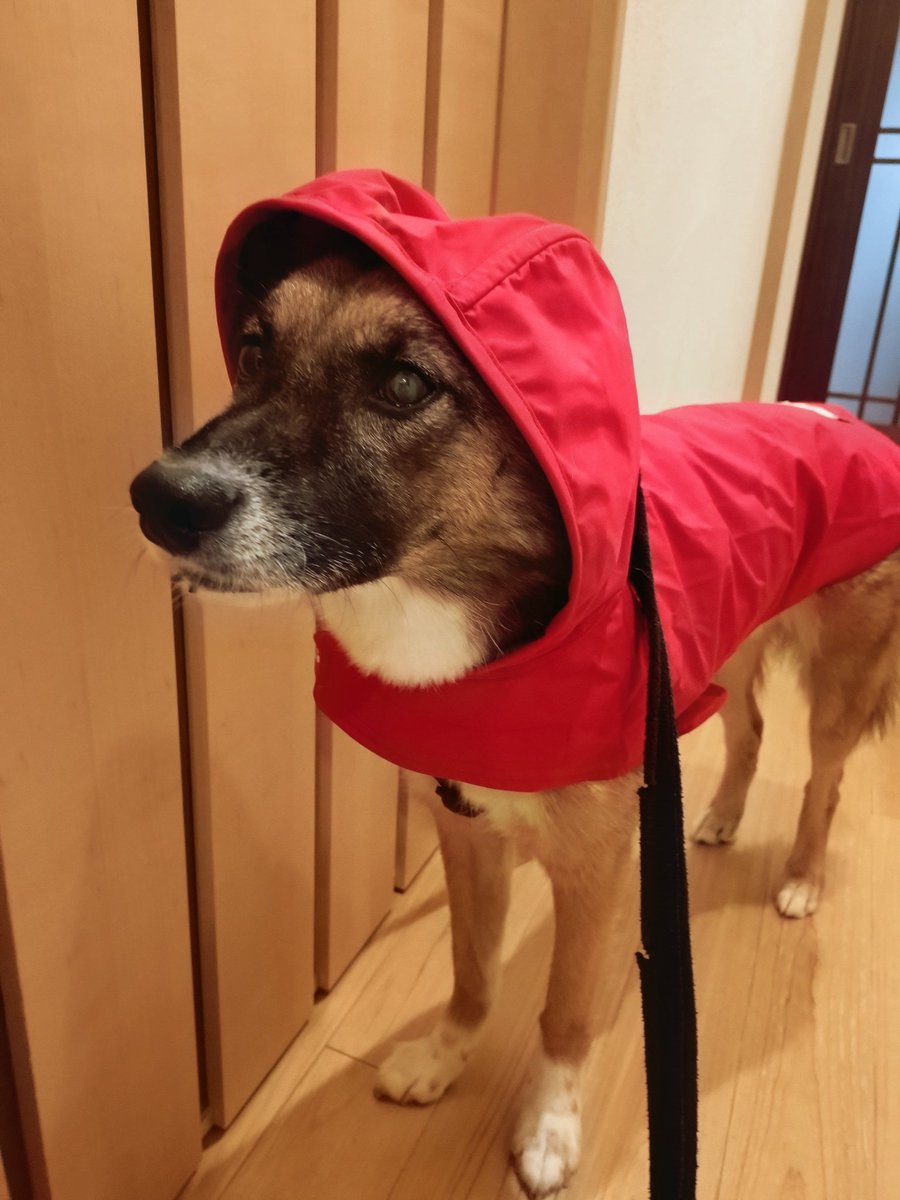 ruhchan1's tweet photo. 雨、激しめ…もう帰る…

あめ🐶

#保護犬 https://t.co/vjvcALitDH