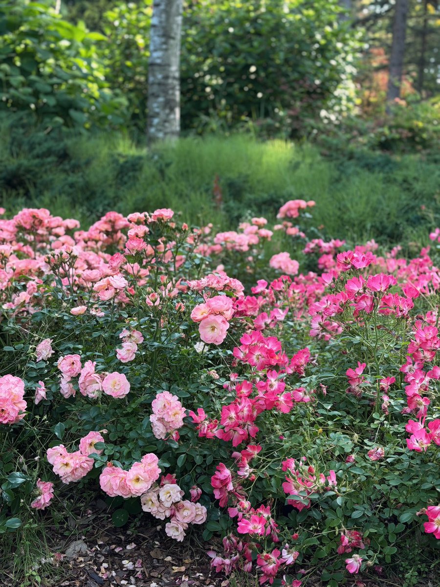 Nchan__723's tweet photo. 自然の中8000歩歩いた🌸🌿 https://t.co/ZiiIdpPyn0