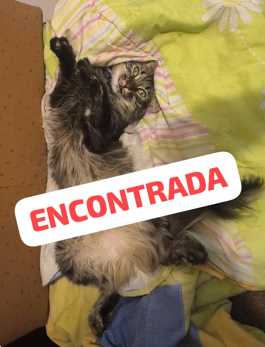 AliceeProAnimal's tweet photo. Ya Coco esta con su familia🙏🐱🐱🐱
Gracias a Dios🥰 https://t.co/QdpalPJekn