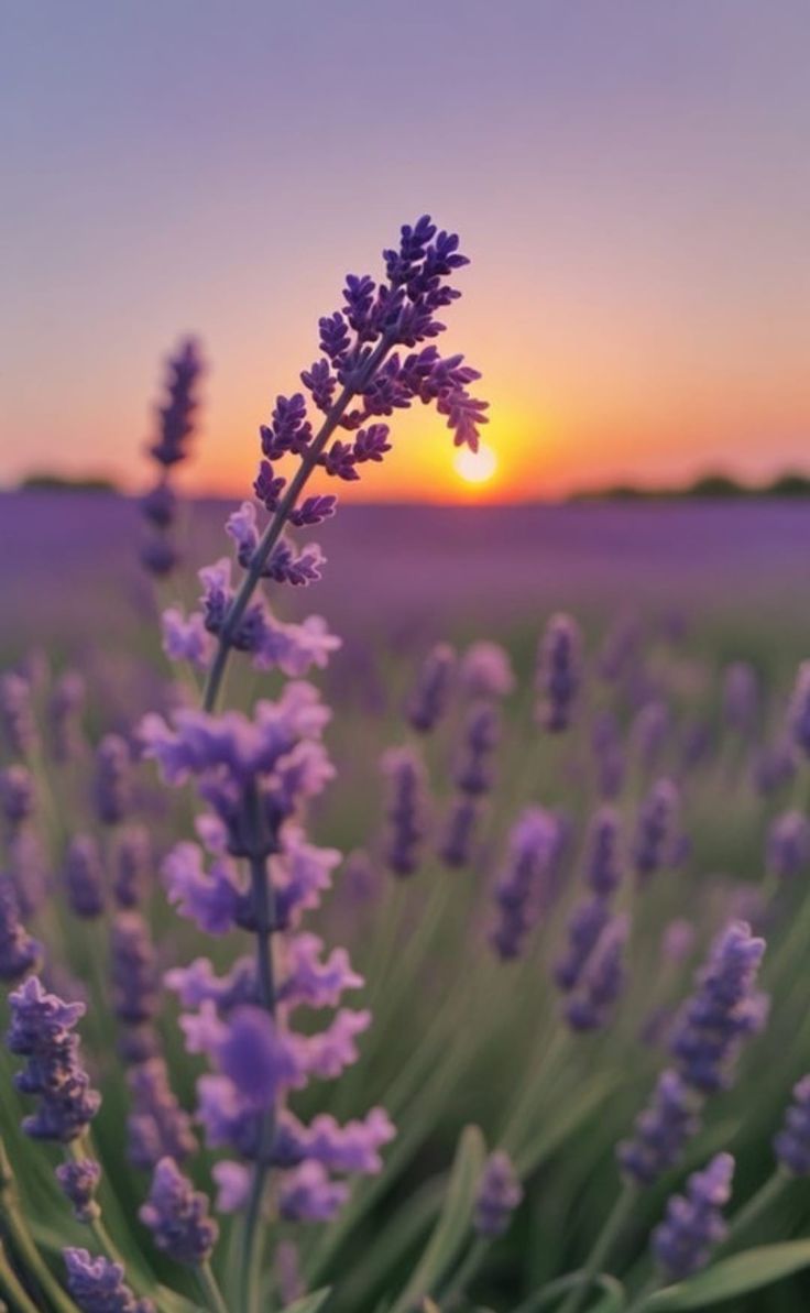 raducu_nicoleta's tweet photo. 🌿💜🌿Happy Thursday 🌿💜🌿 https://t.co/PKisM19QkA