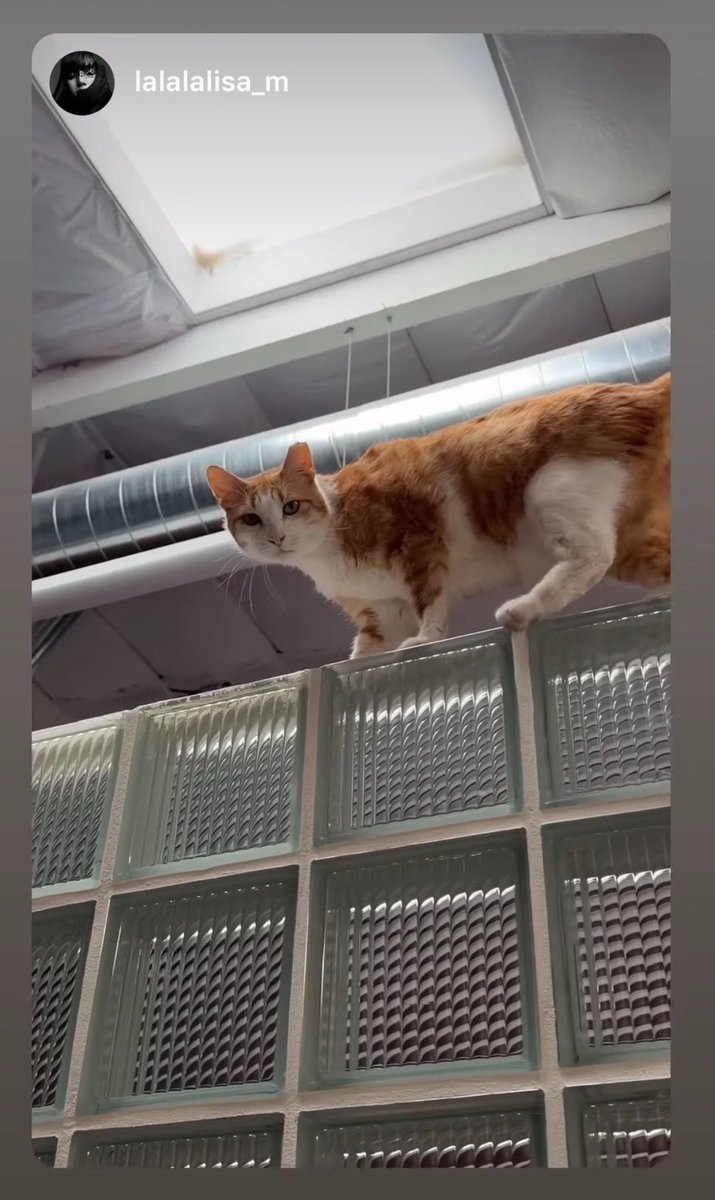 borahaebp's tweet photo. Ginger cat this time—just like on her previous igs ☺️ https://t.co/mgyKNyGPIt