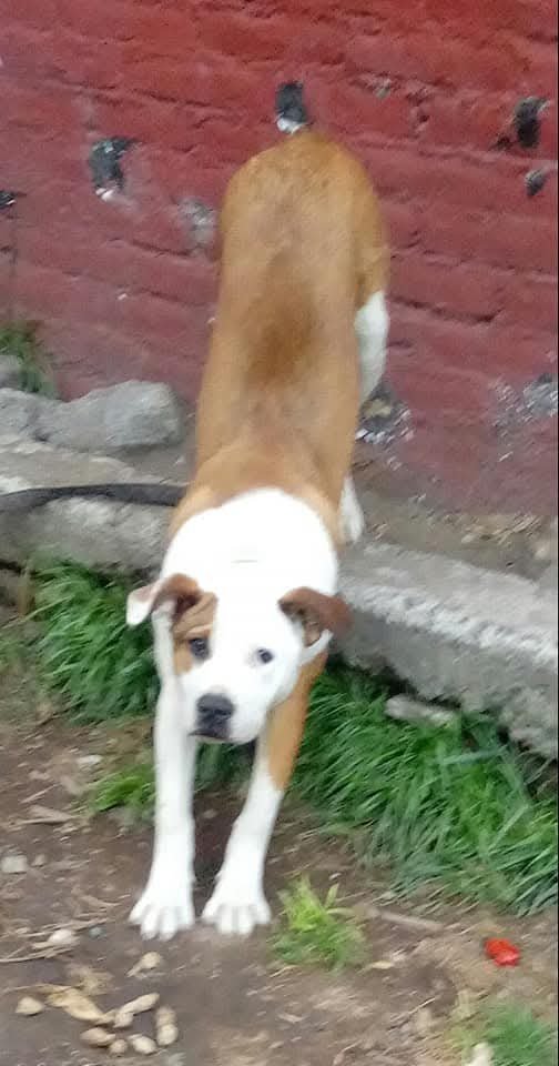 mudanzascrysmar's tweet photo. @ln_tati Hace unos 4 años éste perrito, fue robado, el ratero no lo quiso porqué le dijeron que no era pitbull natural y lo echó a la calle, pero se lo regresaron, el ratero lo amarró con cadena corta y no le daba de comer.
En una noche lluviosa el perro lloraba, mi esposo cortó la cadena https://t.co/hmbyOriUPF