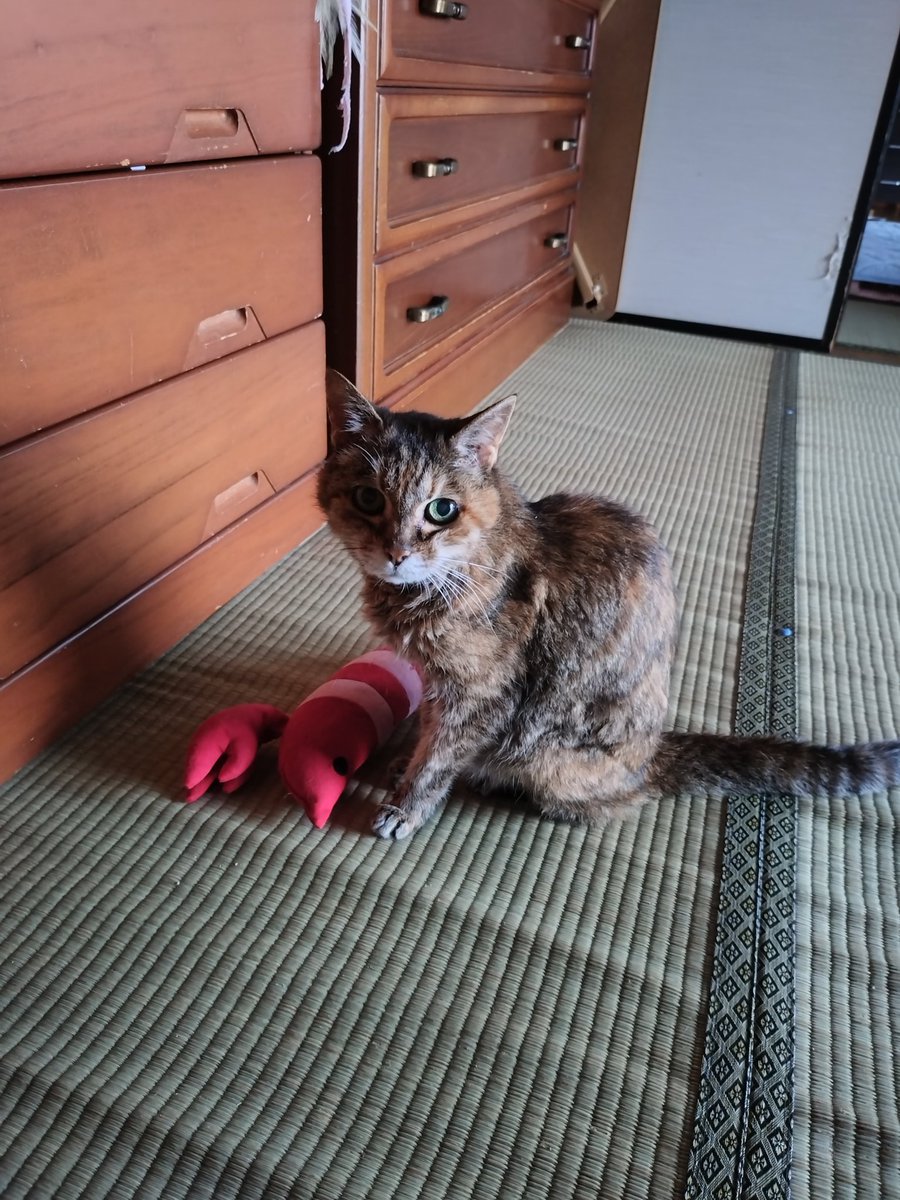 nekokitsuon's tweet photo. 6月で20歳になりました！
でも、20歳になる数日前に倒れて急遽病院に…
結果は左肺が一部潰れてるとのこと…
いつ亡くなってもおかしくないと言われたけど倒れてから2週間経ちました！
持ち前の生命力の強さで頑張ってるのかな？
昨日はエビさんと少し戯れてた。
心配は尽きないけど可愛いわ♡ https://t.co/3DPbBOob0v