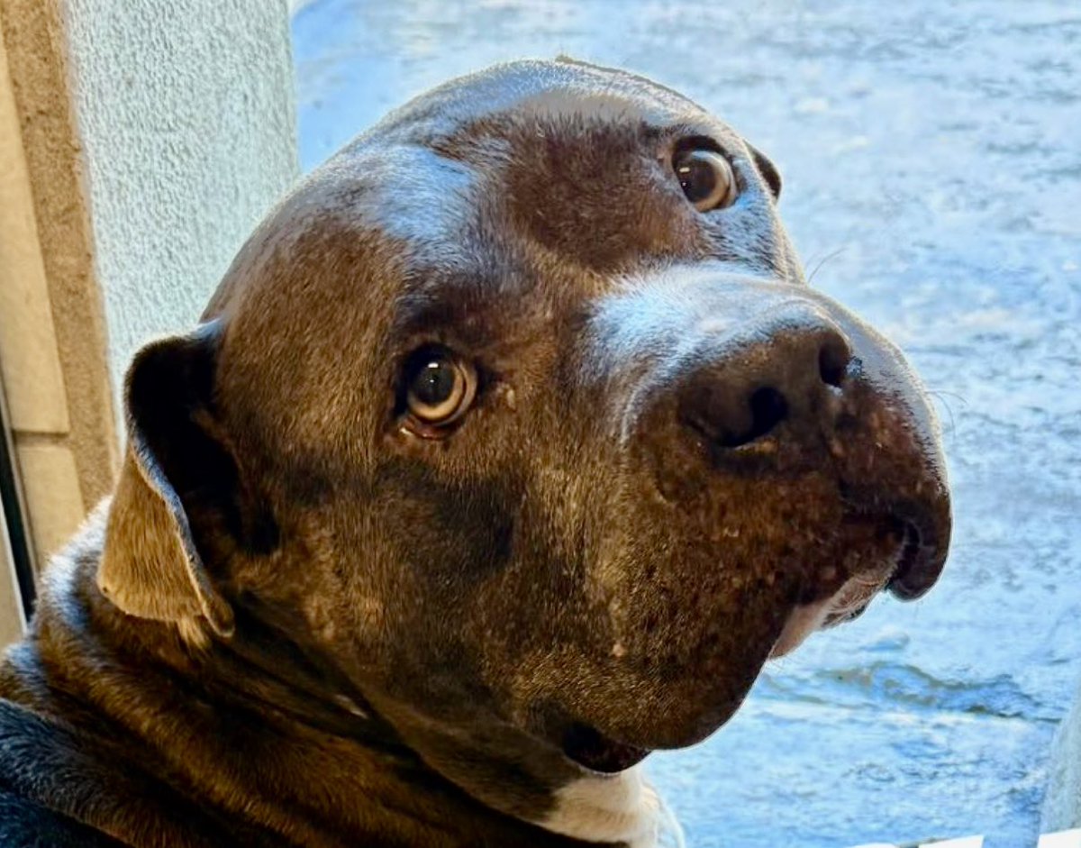 LeporidaeCheryl's tweet photo. Sadly, she dies tomorrow. No more chances. 😭😭😭😭

She has a tumor that DEFORMS her body & causes unremitting pain, but what a FACE‼️ 

If you're looking for crystal pure innocence , there it is. 

#A389121 Lovely GRAYBEE! I can't begin to fully describe what I see.  Grief, yes, but gentleness, kindness, & genuine suffering! 

She's such a PRECIOUS girl, a 6️⃣ yo Mastiff mix, & we only have until tomorrow to save her!!! 🆘🆘🆘

Please, she needs to have that bleeding 🩸 Mammary Tumor removed so she can lead a normal life!! #CorpusChristiACS 

This is HER chance for happiness. 
Please help her achieve it.