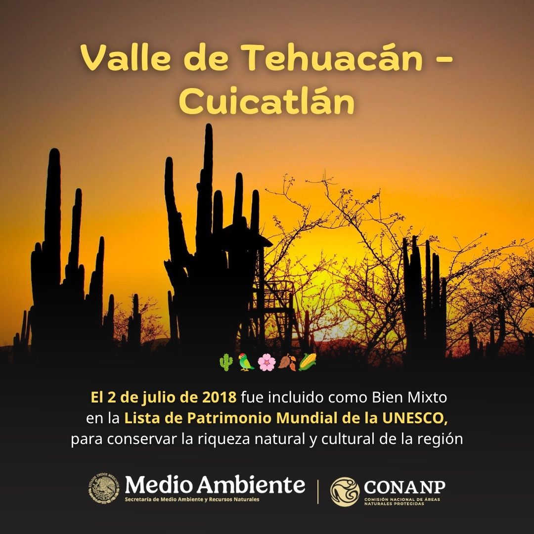 CONANP_mx's tweet photo. El Valle de #TehuacánCuicatlán es considerado como la zona árida o semiárida con mayor biodiversidad de América. 🌵

En sus "bosques de cactus" se pueden encontrar grandes biznagas que fueron utilizadas por el hombre hace más de mil años. #SomosNaturaleza 🌿🌸🌵🌊🌳🐦🏜️ https://t.co/pPjf56a4yj