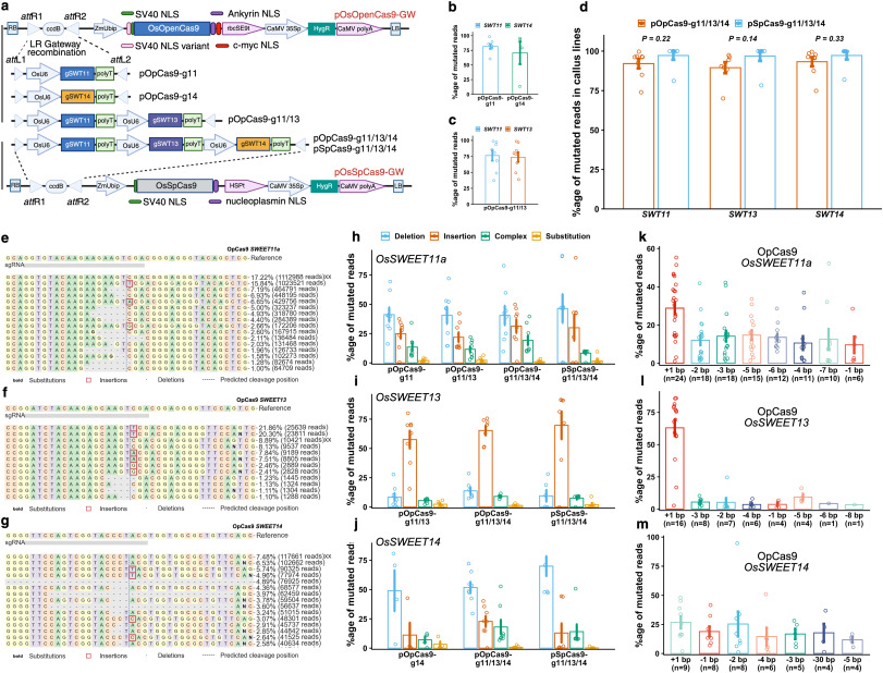 CASTScholar's tweet photo. This study validates rice-tailored AI-designed open-source OpenCRISPR-1 matching SpCas9 in editing efficiency, generating blight-resistant lines, compatible with OpsgRNA and high-fidelity OpenPE6c as an open precision crop breeding platform. https://t.co/ZLUX1QPRns https://t.co/7f276kcVvm