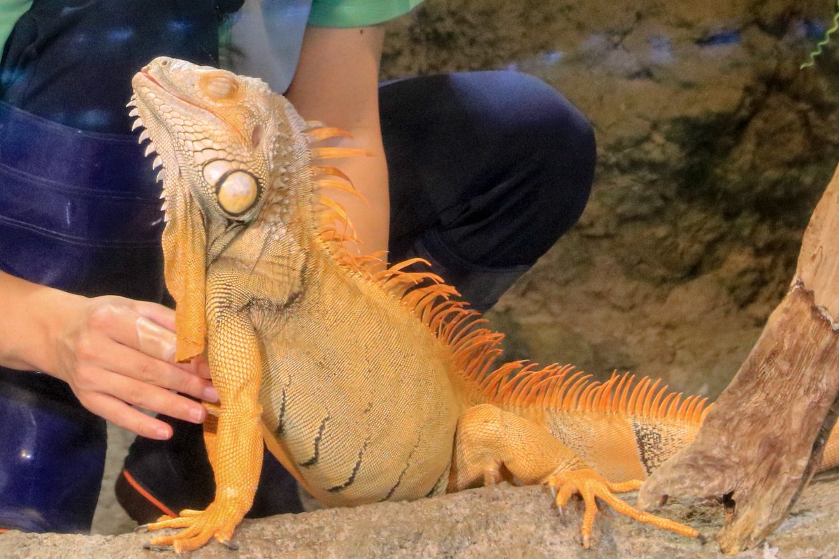 starrygarden's tweet photo. 先日の健康診断の後で行ったサンシャイン水族館。

パフォーマンスが復活してた。

カワウソのパフォーマンスの復活は、もうないのかな。

#サンシャイン水族館 https://t.co/gfIbyvLMjr