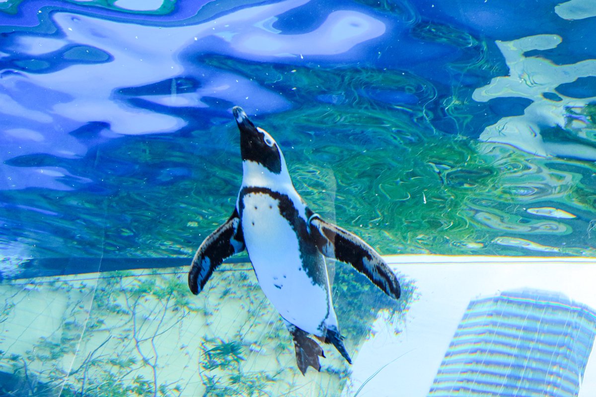 starrygarden's tweet photo. 先日の健康診断の後で行ったサンシャイン水族館。

パフォーマンスが復活してた。

カワウソのパフォーマンスの復活は、もうないのかな。

#サンシャイン水族館 https://t.co/gfIbyvLMjr