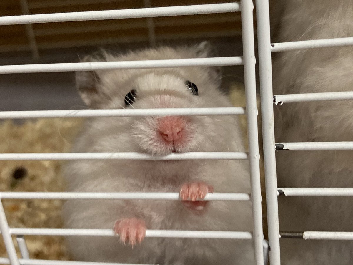 _staff_s's tweet photo. モル先輩の掃除を見守るおハム🐹

#シリアンハムスター　#レックス https://t.co/yGo8hdExQV
