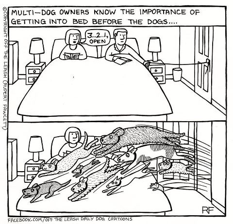 exceptionalfood's tweet photo. #dogs #pets #animals #DogsOfTwitter #DogsOnTwitter #DogsfOfX #DogsOnX https://t.co/R1UhARgyOM