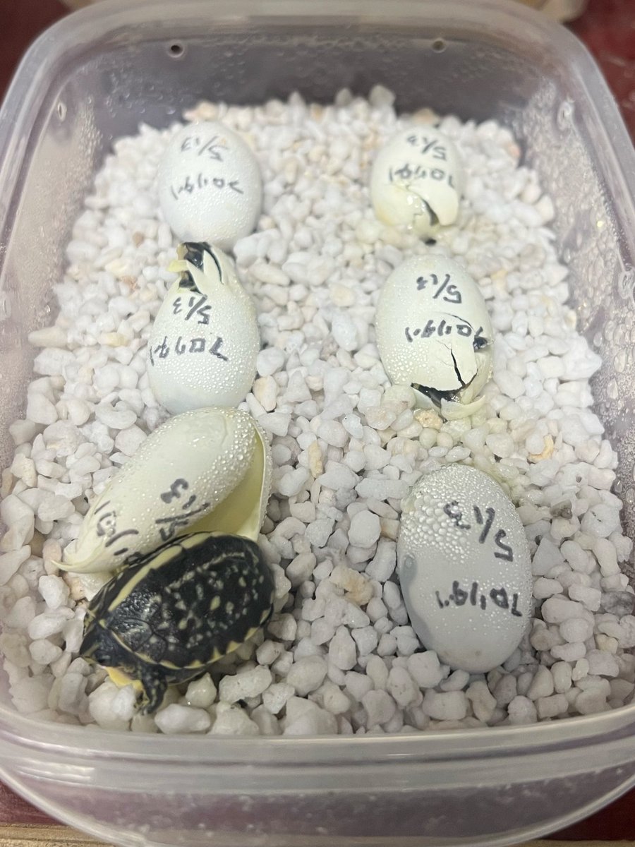 tkzt0202's tweet photo. トウブハコガメ
フロリダハコガメが現時点で40匹孵化
キタニシキ、ミツユビ、ガルフが孵化待ち
まだインキュベーター2台満タンで
産卵も続いてます
ベビーお探しの方お迎えお待ちしてます😌 https://t.co/Ha3w3APWbr