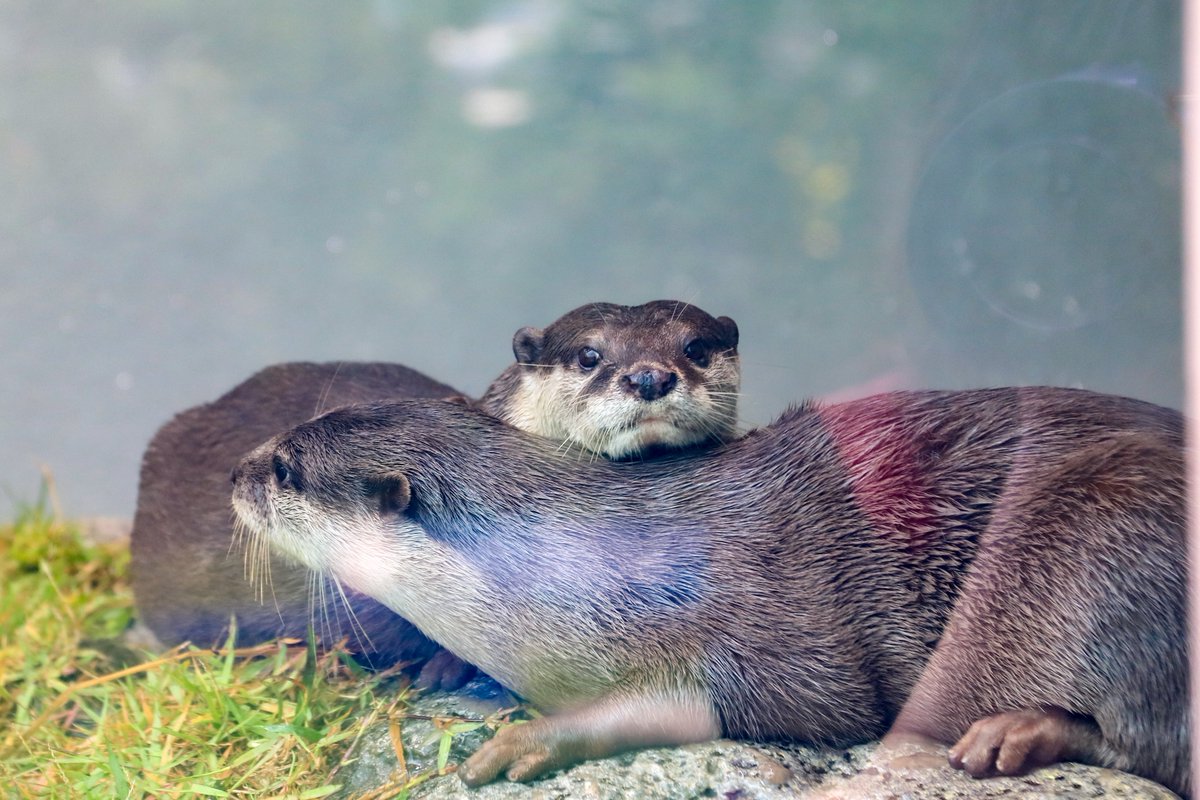 starrygarden's tweet photo. コツメカワウソは、お客さんが少ない時にいっぱい見れた。
(*˘︶˘*).｡.:*♡

やまとにも会いたかったな。 https://t.co/Y3B3D9STt0