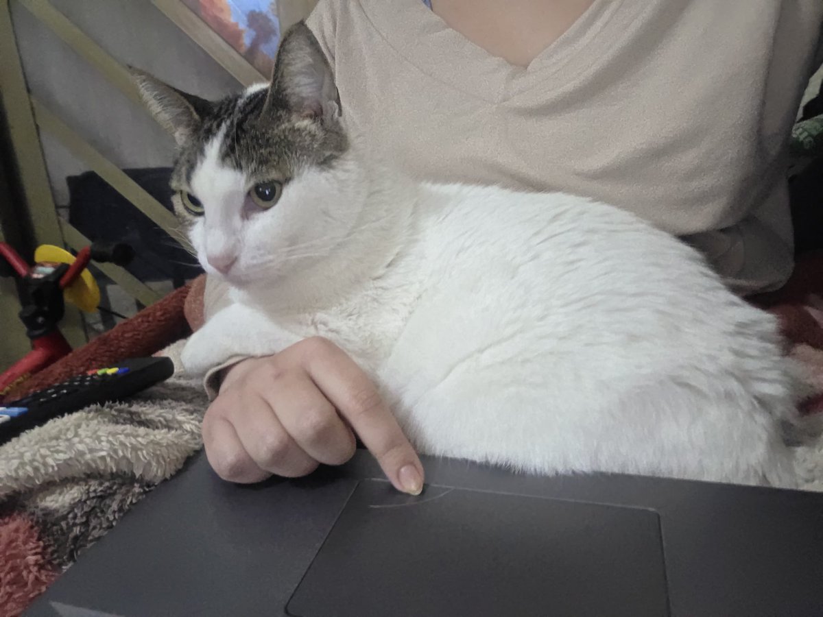 jojulia_'s tweet photo. os gatos anti suicídio que meus pais me deixaram adotar com 14 e 17 anos https://t.co/bXNAVEAdQC