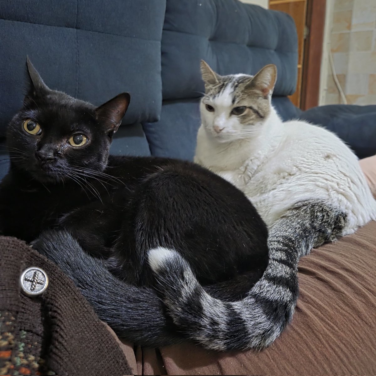 jojulia_'s tweet photo. os gatos anti suicídio que meus pais me deixaram adotar com 14 e 17 anos https://t.co/bXNAVEAdQC