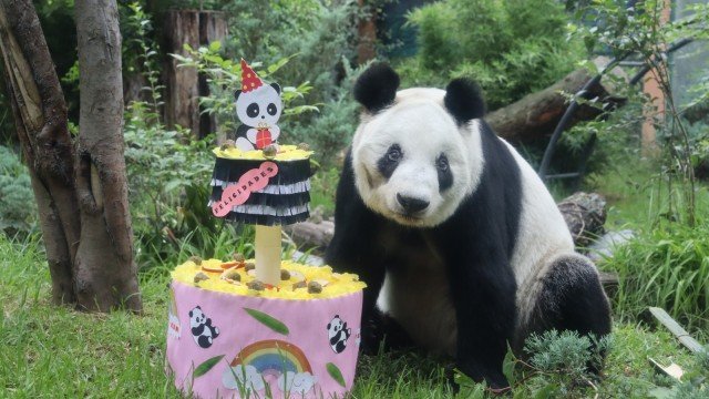 ElDanyBoss's tweet photo. Hoy el panda más longevo del mundo y 100 % mexicano, Xin Xin, está cumpliendo 36 años. 🎉🥳 https://t.co/dGk6tA4RGY