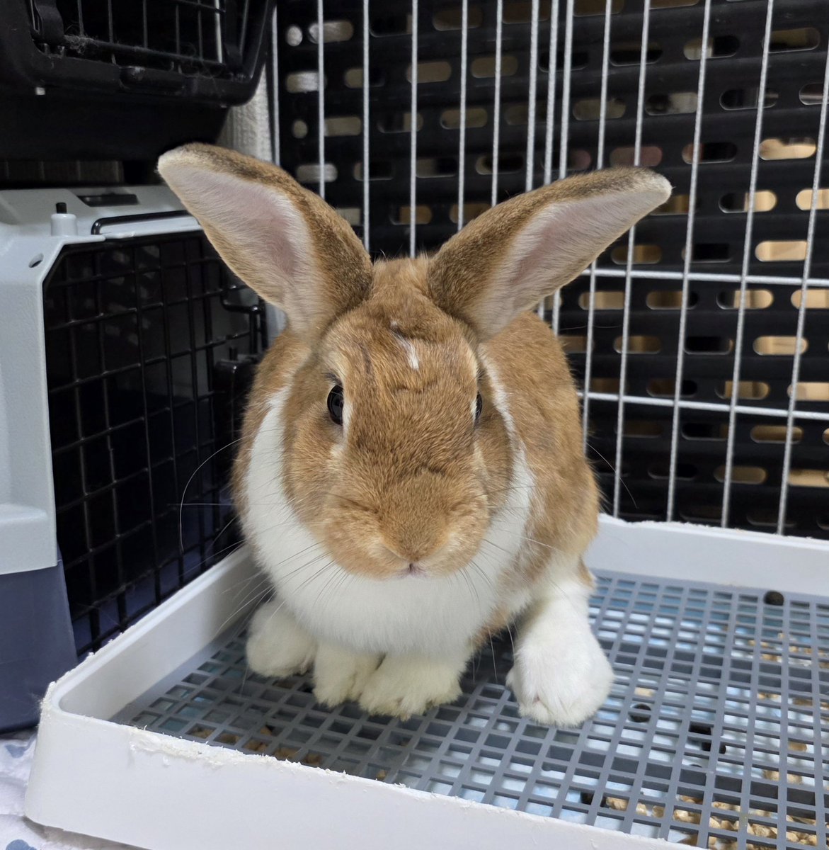 こんにちは☔🐰🐰🐰🐰 #うさぎ