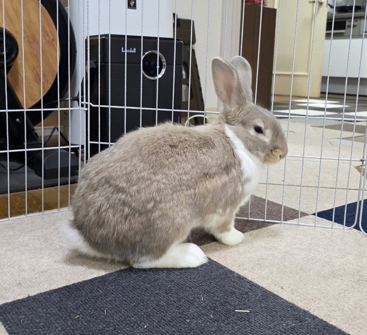  うさぎ　M こんにちは☔🐰🐰🐰🐰 #うさぎ