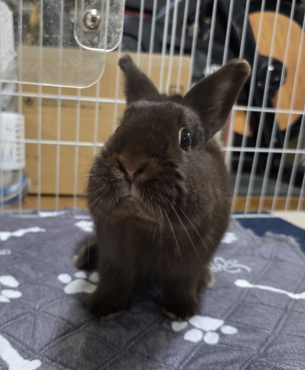 こんにちは☔🐰🐰🐰🐰 #うさぎ