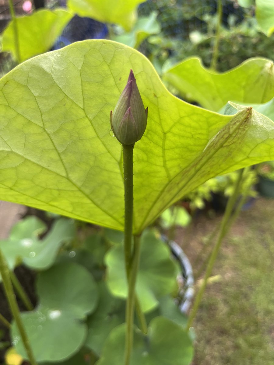 Ren69kon's tweet photo. 今朝の。四つめの花芽おる！！！！ https://t.co/vARVEKQUp0