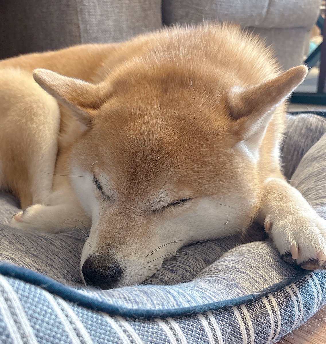 柴犬