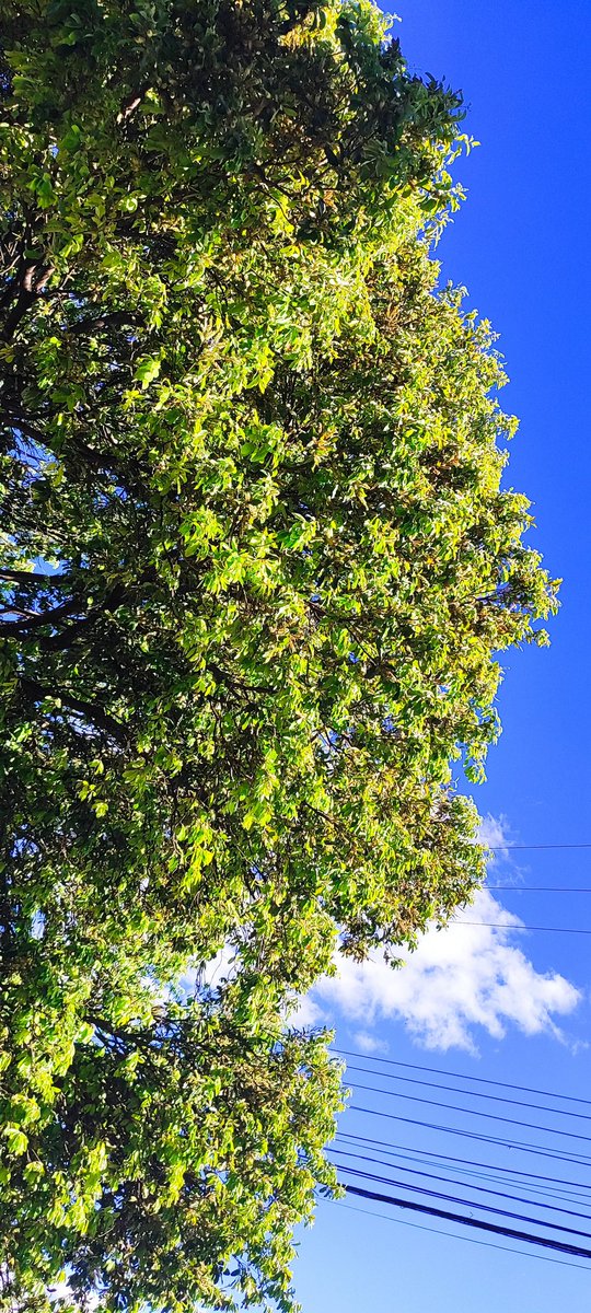 Fernandamaia27's tweet photo. Às vezes, tudo o que a gente precisa é olhar para cima. ☀️🌿 https://t.co/Dq03RvpGGG
