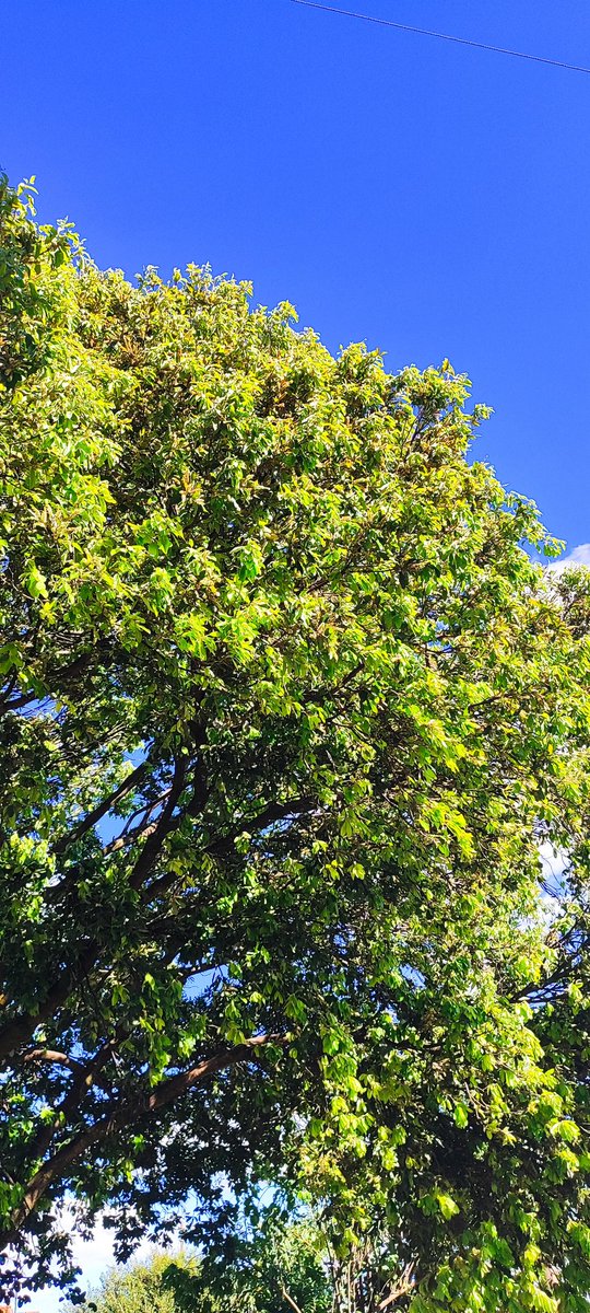 Fernandamaia27's tweet photo. Às vezes, tudo o que a gente precisa é olhar para cima. ☀️🌿 https://t.co/Dq03RvpGGG