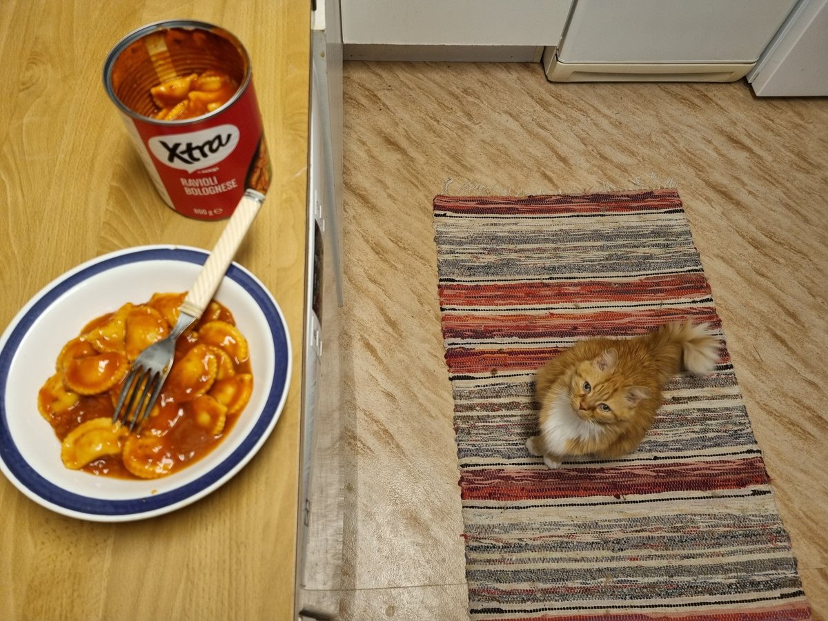 HellbirdVT's tweet photo. We recently switched to giving him canned wet food for his diabeetus.

Now he suspects anything that comes in a can must be for him. https://t.co/mQNdWeMw2Z