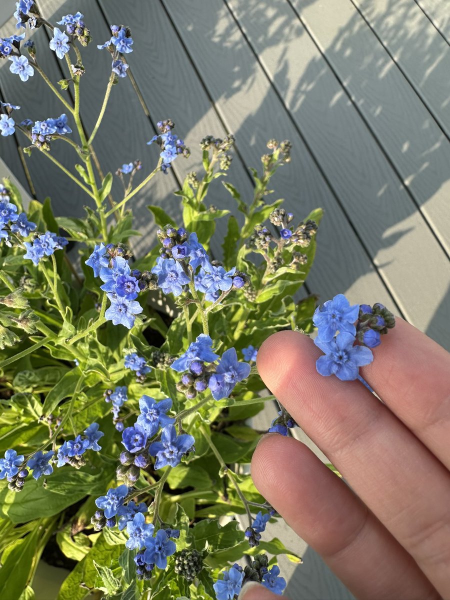 aesterally's tweet photo. One small thing I look forward to nowadays is seeing my forget-me-nots that are finally in bloom 🥹🤲🩵 https://t.co/AqQnS4t7YM