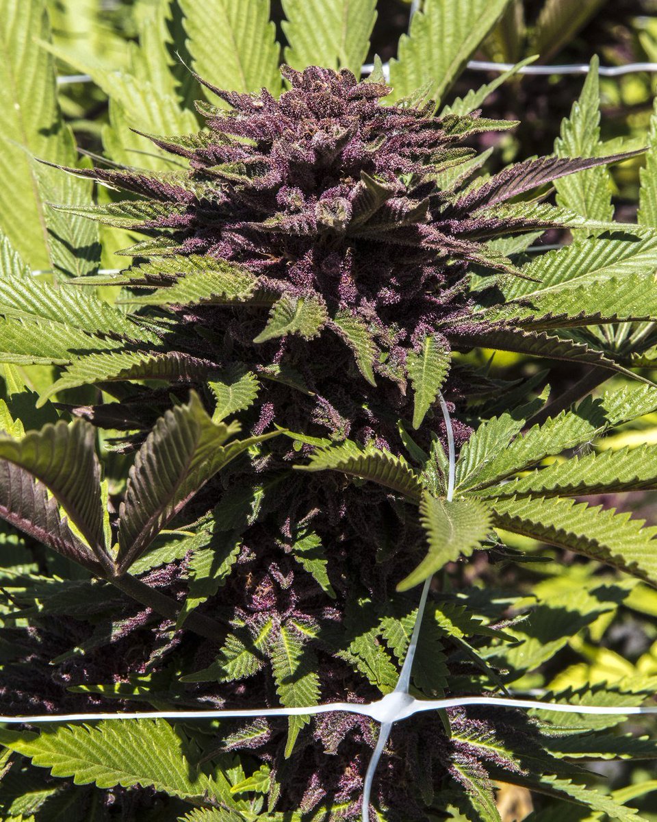 IceCreammilk420's tweet photo. Black 🖤🖤💜💜 https://t.co/TXQSKjKK48