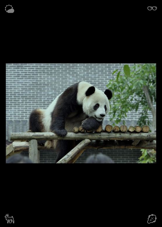 _aya_34ya's tweet photo. Milo与姐姐玩游戏。在接下来的几天里，他变得越来越大胆自信，开始探索房子的每一个角落，从客厅、厨房一直到Clara睡觉的卧室。 https://t.co/47aSAc5mN2